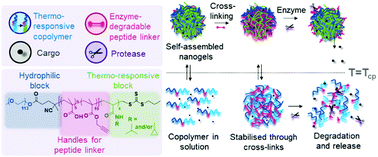 Graphical abstract: Tuneable peptide cross-linked nanogels for enzyme-triggered protein delivery