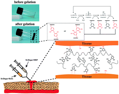 Graphical abstract: A novel injectable starch-based tissue adhesive for hemostasis