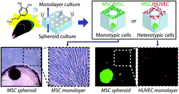 Graphical abstract: Monolayer/spheroid co-culture of cells on a PDMS well plate mediated by selective polydopamine coating