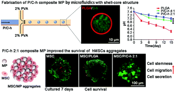 Graphical abstract: PLGA/chitosan–heparin composite microparticles prepared with microfluidics for the construction of hMSC aggregates