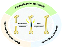 Graphical abstract: Mimicking the electrophysiological microenvironment of bone tissue using electroactive materials to promote its regeneration
