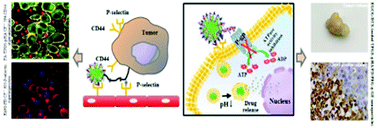 Graphical abstract: Multifunctional nanoparticles for targeting the tumor microenvironment to improve synergistic drug combinations and cancer treatment effects