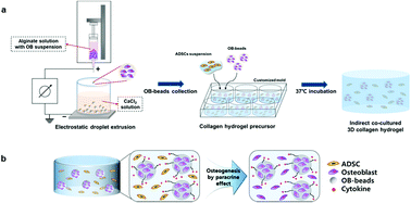 Graphical abstract: A novel 3D indirect co-culture system based on a collagen hydrogel scaffold for enhancing the osteogenesis of stem cells