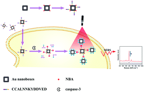 Graphical abstract: A novel surface-enhanced Raman scattering probe based on Au nanoboxes for dynamic monitoring of caspase-3 during cervical cancer cell apoptosis