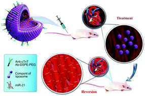 Graphical abstract: Targeted miR-21 loaded liposomes for acute myocardial infarction
