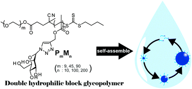 Graphical abstract: Aggregation of a double hydrophilic block glycopolymer: the effect of block polymer ratio