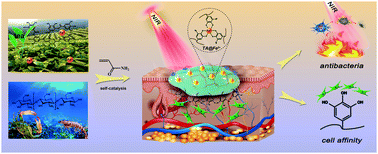 Graphical abstract: One-pot, self-catalyzed synthesis of self-adherent hydrogels for photo-thermal, antimicrobial wound treatment