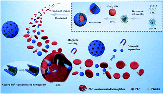 Graphical abstract: Magnetic mesoporous silica/ε-polylysine nanomotor-based removers of blood Pb2+