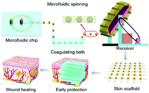 Graphical abstract: Microfluidic spinning-induced heterotypic bead-on-string fibers for dual-cargo release and wound healing