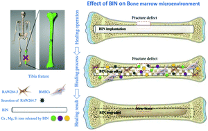 Graphical abstract: Biodegradable intramedullary nail (BIN) with high-strength bioceramics for bone fracture