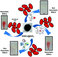 Graphical abstract: Hybrid magneto-luminescent iron oxide nanocubes functionalized with europium complexes: synthesis, hemolytic properties and protein corona formation