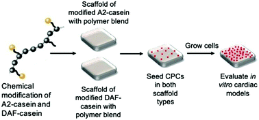 Graphical abstract: Biodegradable methacrylated casein for cardiac tissue engineering applications