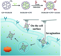 Graphical abstract: Dynamics of delivering aptamer targeted nano-drugs into cells