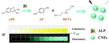 Graphical abstract: A fluorometric and colorimetric dual-signal nanoplatform for ultrasensitive visual monitoring of the activity of alkaline phosphatase
