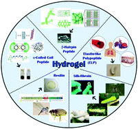 Graphical abstract: Designed protein- and peptide-based hydrogels for biomedical sciences