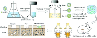 Graphical abstract: Cell-free scaffolds functionalized with bionic cartilage acellular matrix microspheres to enhance the microfracture treatment of articular cartilage defects