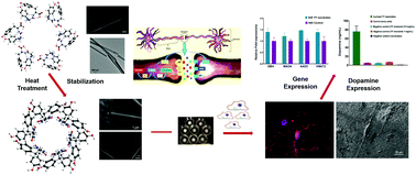 Graphical abstract: Influence of dityrosine nanotubes on the expression of dopamine and differentiation in neural cells