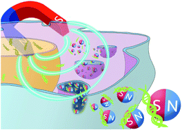 Graphical abstract: Magnetic nanocomplexes for gene delivery applications