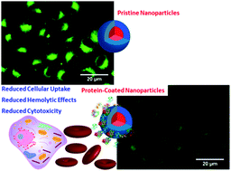 Graphical abstract: Evidence of protein coronas around soft nanoparticles regardless of the chemical nature of the outer surface: structural features and biological consequences