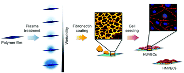 Graphical abstract: Fibronectin adsorption on oxygen plasma-treated polyurethane surfaces modulates endothelial cell response