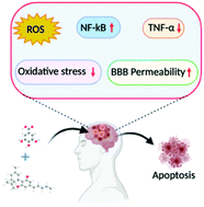 Graphical abstract: A cannabidiol-loaded Mg-gallate metal–organic framework-based potential therapeutic for glioblastomas