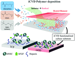 Graphical abstract: Heparin-mediated electrostatic immobilization of bFGF via functional polymer films for enhanced self-renewal of human neural stem cells