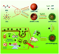 Graphical abstract: Chem-inspired hollow ceria nanozymes with lysosome-targeting for tumor synergistic phototherapy