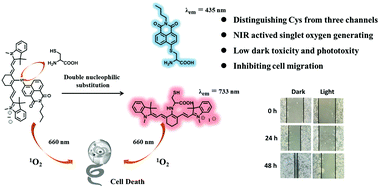 Graphical abstract: A mitochondria-targeted fluorescent dye naphthalimide-thioether-cyanine for NIR-activated photodynamic treatment of cancer cells