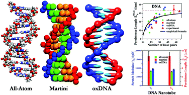 Graphical abstract: Mechanical properties of DNA and DNA nanostructures: comparison of atomistic, Martini and oxDNA models