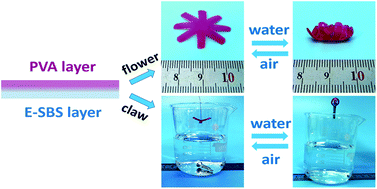 Graphical abstract: Water-responsive actuators based on the solution casted PVA/epoxidized-SBS two-way shape memory bilayer composite film