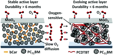 Graphical abstract: Durable organic solar cells produced by in situ encapsulation of an air-sensitive natural organic semiconductor by the fullerene derivative and the metal oxide layer
