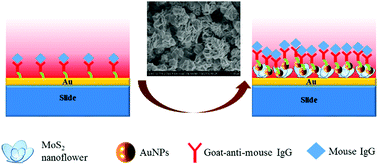 Graphical abstract: A MoS2 nanoflower and gold nanoparticle-modified surface plasmon resonance biosensor for a sensitivity-improved immunoassay