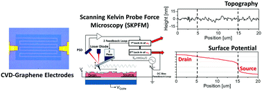 Graphical abstract: Suppression of the morphology mismatch at graphene/n-type organic semiconductor interfaces: a scanning Kelvin probe force microscopy investigation