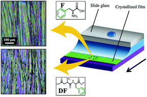 Graphical abstract: Oriented crystal growth of phenylalanine and a dipeptide by solution shearing