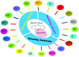 Graphical abstract: Phenazine derivatives for optical sensing: a review