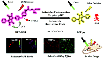 Graphical abstract: Diketopyrrolopyrrole-based multifunctional ratiometric fluorescent probe and γ-glutamyltranspeptidase-triggered activatable photosensitizer for tumor therapy