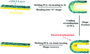 Graphical abstract: Controllable distribution of conductive particles in polymer blends via a bilayer structure design: a strategy to fabricate shape-memory composites with tunable electro-responsive properties