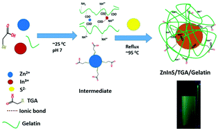 Graphical abstract: Facile green synthesis of ZnInS quantum dots: temporal evolution of their optical properties and cell viability against normal and cancerous cells