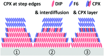 Graphical abstract: Fermi level pinned molecular donor/acceptor junctions: reduction of induced carrier density by interfacial charge transfer complexes