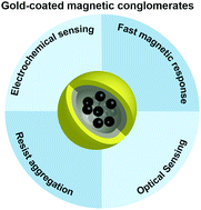 Graphical abstract: Synthesis of gold-coated magnetic conglomerate nanoparticles with a fast magnetic response for bio-sensing