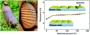 Graphical abstract: Armadillo-inspired micro-foldable metal electrodes with a negligible resistance change under large stretchability