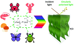 Graphical abstract: Biomimetic photonic materials derived from chitin and chitosan