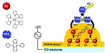 Graphical abstract: Upconverted blue electrochemiluminescence of 9,10-diphenylanthracene with ultrafast response on photo-electro functional DNA/Ru(bpy)32+ hybrid electrode