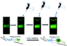Graphical abstract: Gallic acid capped Tb3+-doped CaF2 nanocrystals: an efficient optical probe for the detection of carbonate and bicarbonate ions