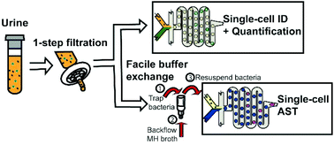 Graphical abstract: Facile syringe filter-enabled bacteria separation, enrichment, and buffer exchange for clinical isolation-free digital detection and characterization of bacterial pathogens in urine