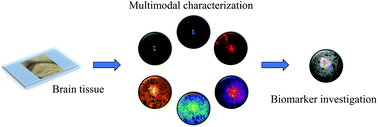 Graphical abstract: Nonlinear and vibrational microscopy for label-free characterization of amyloid-β plaques in Alzheimer's disease model