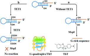 Graphical abstract: Fluorescence assay based on the thioflavin T-induced conformation switch of G-quadruplexes for TET1 detection