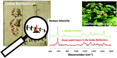 Graphical abstract: Spectral characterisation of a traditional Mesoamerican dye: relationship between in situ identification on the 16th century Codex Borbonicus manuscript and composition of Justicia spicigera plant extract