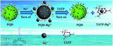 Graphical abstract: Selective dual detection of Hg2+ and TATP based on amphiphilic conjugated polythiophene-quantum dot hybrid materials