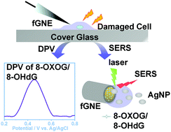 Graphical abstract: Highly sensitive detection of DNA damage in living cells by SERS and electrochemical measurements using a flexible gold nanoelectrode